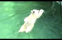 Bears Acting Like Humans Compilation