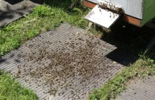 Tysiące martwych pszczół pod Środą Śląską. Zatruły się po opryskach rolników