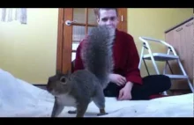Squirrel Playing