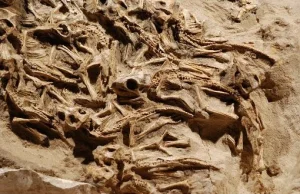 Paleontolodzy odkryli w Mongolii skamieniałe gniazdo dinozaurów.