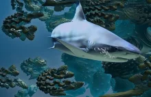 31 ciekawostek o rekinach - paczka wiedzy