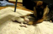 Prawo silniejszego - Chihuahua i owczarek niemiecki walczą o kość