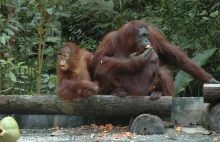 Samice orangutanów "wynalazły" specyfik, którym leczą się same. Pomaga...