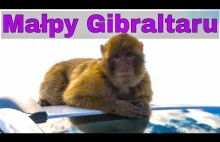 Małpy Gibraltaru - Mój pierwszy film przyrodniczy