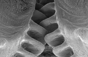 Szokujące odkrycie - owad posiada przekładnię mechaniczną w nogach