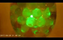 Kulki hydrożelowe i światełko kolorowe :P