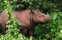 Kolejne giganty nas opuściły! Dzikie nosorożce sumatrzańskie są przeszłością.
