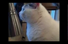 Cats are smart. Funny compilation