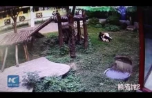 Kung Fu Panda w prawdziwym życiu