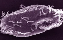 Człowiek ma 46 chromosomów, pies 78, a ten dziwak z królestwa protistów ~15600