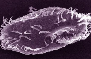 Człowiek ma 46 chromosomów, pies 78, a ten dziwak z królestwa protistów ~15600