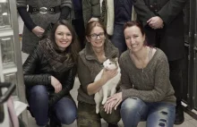 W Katowicach powstaje kawiarnia dla miłośników kotów