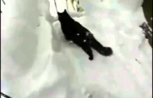 Koteł skacze w głęboki śnieg :)