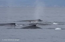 Grupa humbaków ruszyła na ratunek walom szarym atakowanym przez orki