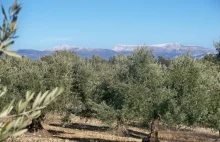 Za zgodą UE wytną miliony stuletnich drzew oliwnych!
