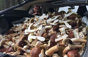 O norweskim grzybiarzu, który zebrał 207kg grzybów jednego dnia...