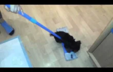 Cleaning with York puppies
