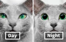 Wspaniałe rosyjskie niebieskie koty mają najbardziej hipnotyzujące oczy