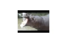 Niebezpieczne hipopotam - fakty!