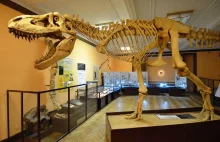 Jak warszawskie Muzeum Ewolucji zniechęca do teorii Darwina