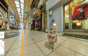 Cat Street View