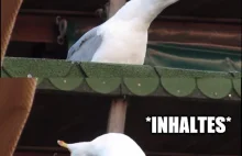 Inhaling Seagull