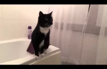 Cat Poses in Mirror