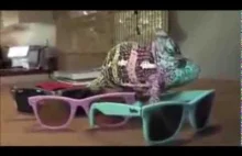 Super Chameleon Shows Off His Skills in colors of Glasses