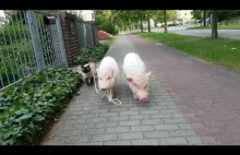 Kot na spacerze ze świńską rodziną