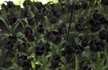Czarne Tulipany Ciemnej Strony Mocy