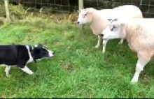 Border Collie zagania owce do zagrody