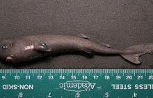14-centymetrowy okaz rzadkiego rekina kieszonkowego wyłowiony z Zatoki...