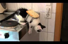 AMAZING!!! Buttered cat paradox MUST SEE!!!