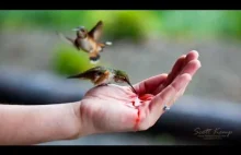 Karmienie kolibrów z ręki [HD]