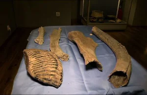 Mieszkaniec Wodzisławia Śląskiego znalazł przed domem szczątki mamuta