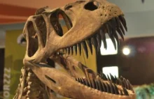 Ludzkość dzieli mniejszy przedział historyczny od T-Rexa niż T-Rex do Stegozaura
