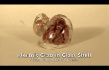 Sztuka nowoczesna szklana muszla dla kraba