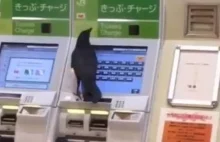 NIESAMOWITE! kruk próbuje kupić bilet kolejowy z kartą kredytową