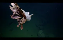 Głębokowodna uszata ośmiornica znana również jako Dumbo Octop. nagrana na wideo
