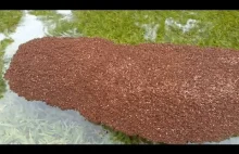 Ogromne pływające tratwy mrówek ogniowych nawiedziły Texas