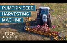 How Pumpkin Seeds Are Harvested