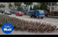 Pokaz siły kaczek