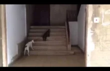Kot wyprowadza psa na spacer
