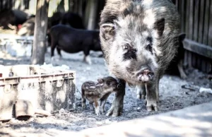 Zwierzęta w mini-zoo do odstrzału? Mieszkańcy protestują pod Garwolinem