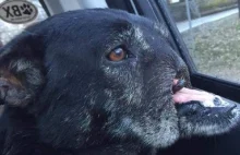 Porzucony pies, któremu odcięto pysk, znalazł nowy dom. Na innym kontynencie