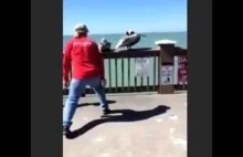 Życzliwy mężczyzna pomaga pelikanowi