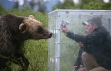 Niedźwiedź grizzly próbuje dobrać się do dwóch mężczyzn w plastikowym pudełku.