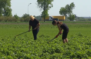 Nie ma komu zbierać truskawek. Dokumenty zalegają w urzędach a Ukraińcy czekają