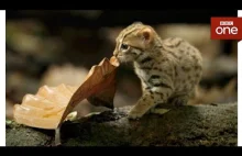 Jeden z najmniejszych dzikich kotów świata.