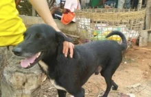 Wiejski pies uratował dziecko zakopane żywcem przez nastoletnią matkę